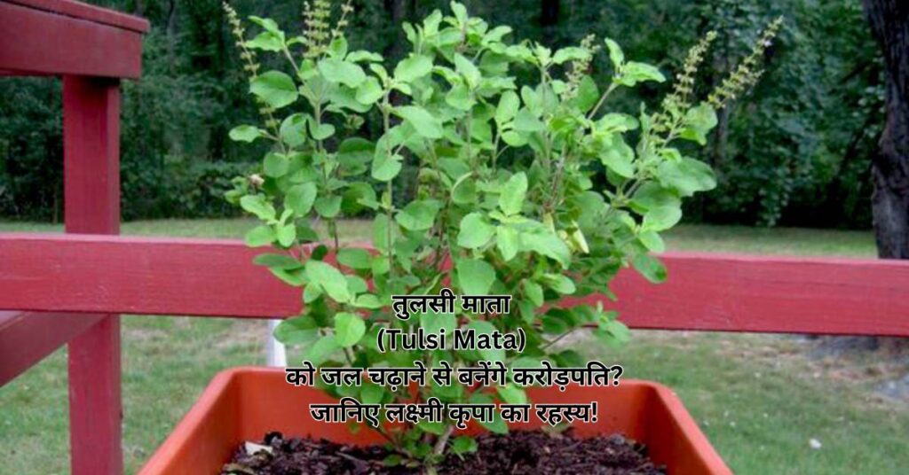 तुलसी माता (Tulsi Mata) को जल चढ़ाने से बनेंगे करोड़पति? जानिए लक्ष्मी कृपा का रहस्य!