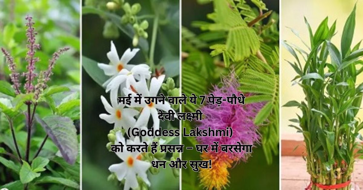 मई में उगने वाले ये 7 पेड़-पौधे देवी लक्ष्मी (Goddess Lakshmi) को करते हैं प्रसन्न – घर में बरसेगा धन और सुख!