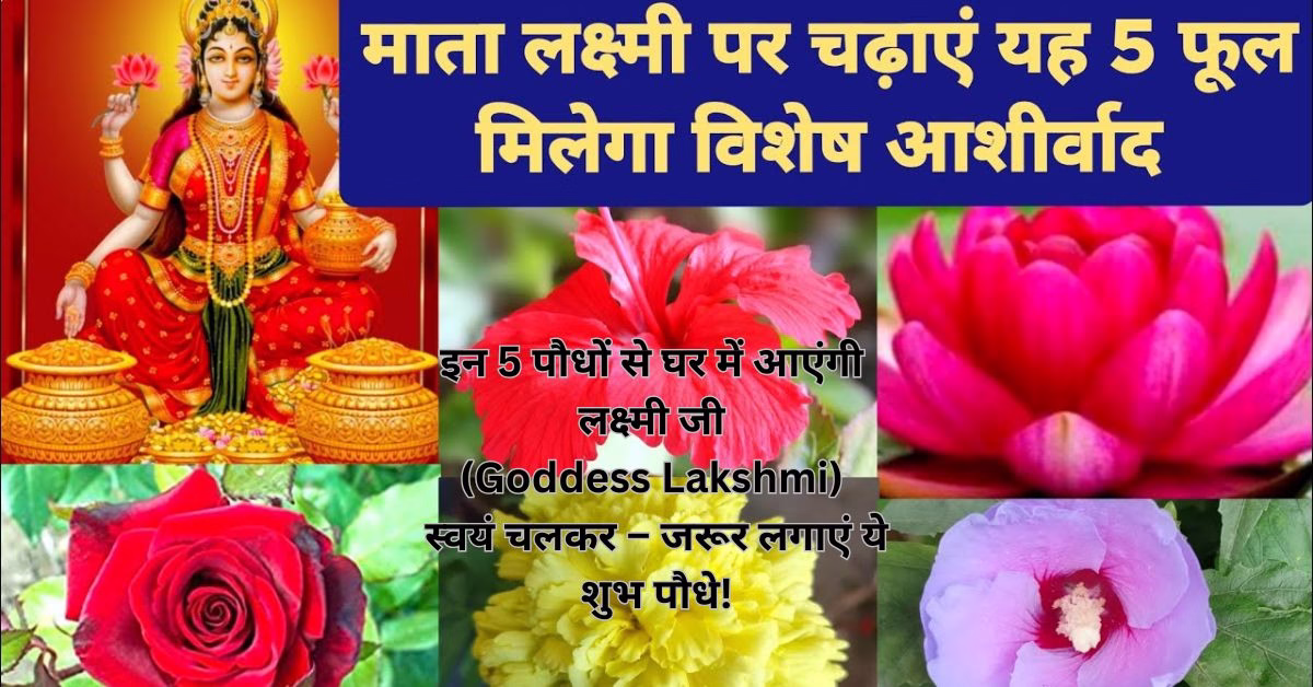इन 5 पौधों से घर में आएंगी लक्ष्मी जी (Goddess Lakshmi) स्वयं चलकर – जरूर लगाएं ये शुभ पौधे!