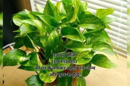 इन 10 पौधों (10 Plants) को घर में लगाकर बढ़ाएं धन-धान्य और सुख-समृद्धि!
