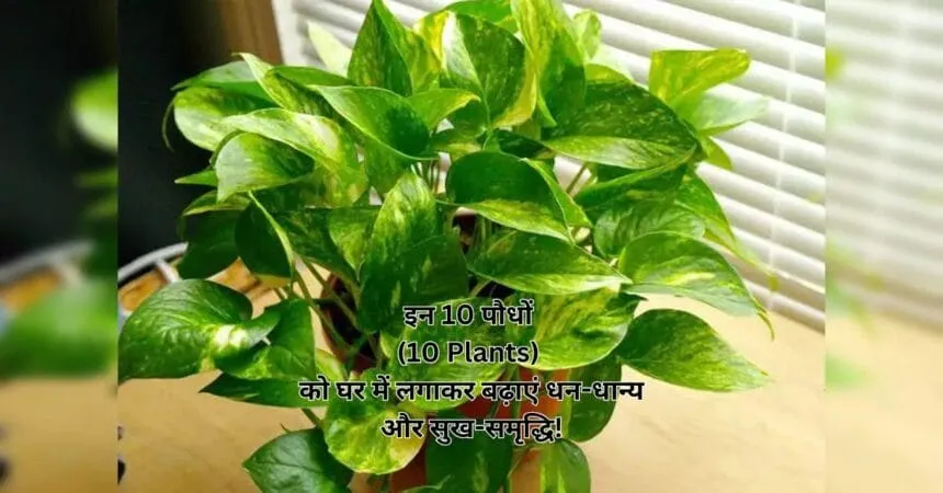 इन 10 पौधों (10 Plants) को घर में लगाकर बढ़ाएं धन-धान्य और सुख-समृद्धि!